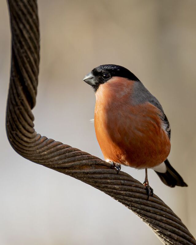 снегирь Снегирь фото превью
