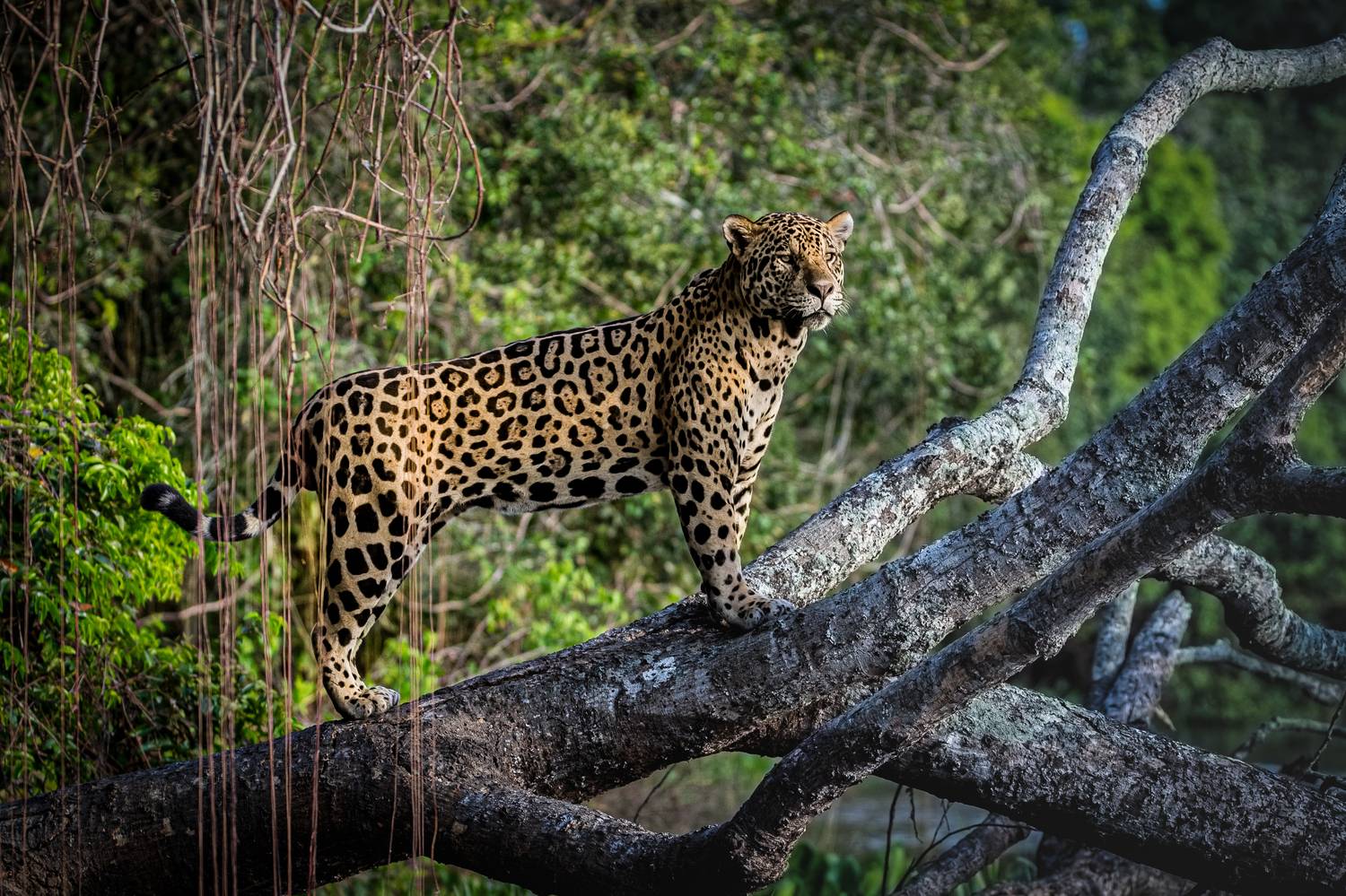амазонка, Сулоев Алексей