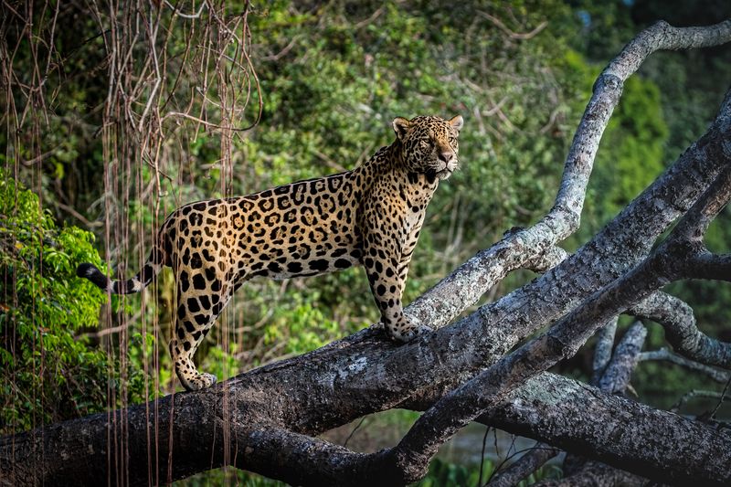 амазонка  фото превью