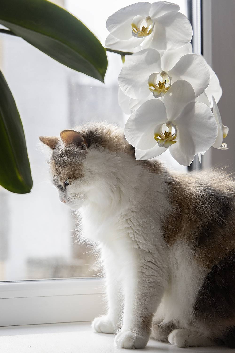 котопортрет, кошка, орхидея, окно, Приходько Ирина