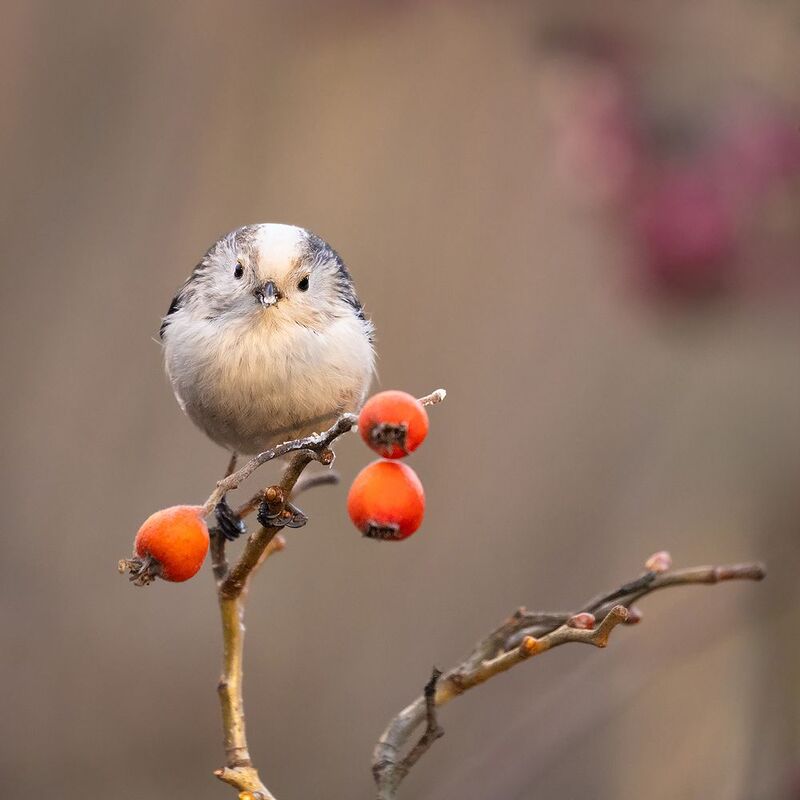 Long-tailed Ti фото превью