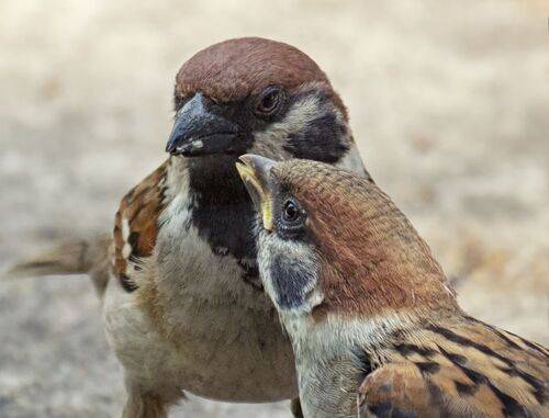 День воробья! (4 ФОТО)