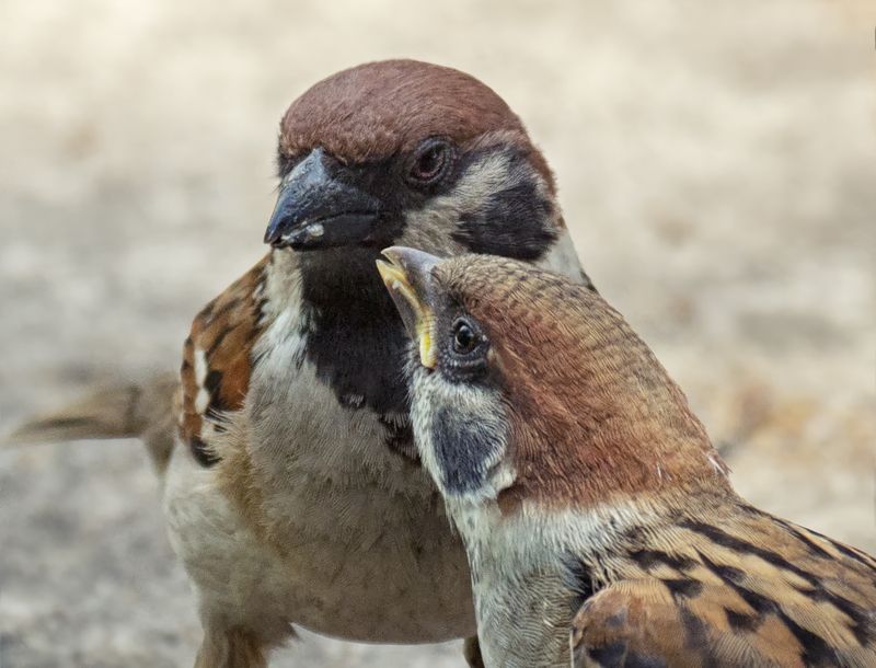 птица, воробей, кормление, слёток, День воробья! (4 ФОТО) фото превью