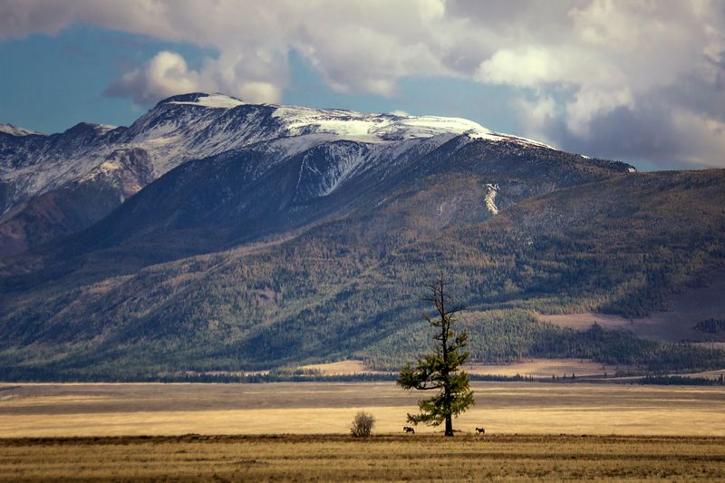 Под одинокой сосной... фото превью