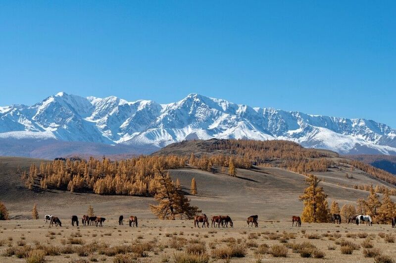 Алтайская осень фото превью