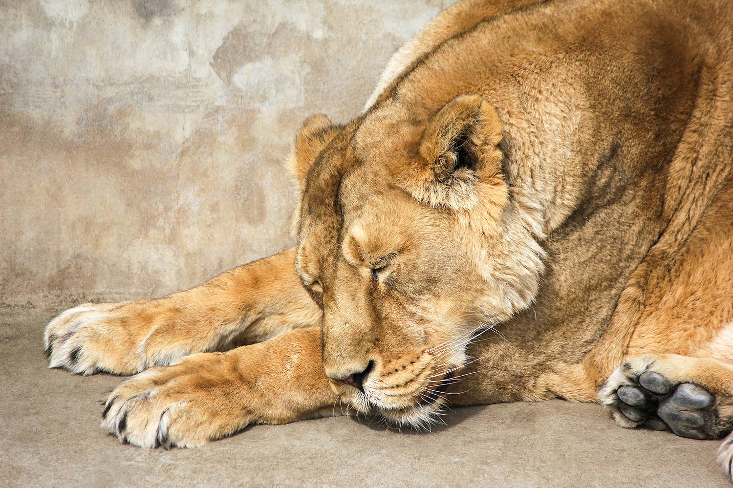 лев, львица, panthera leo, КарОл