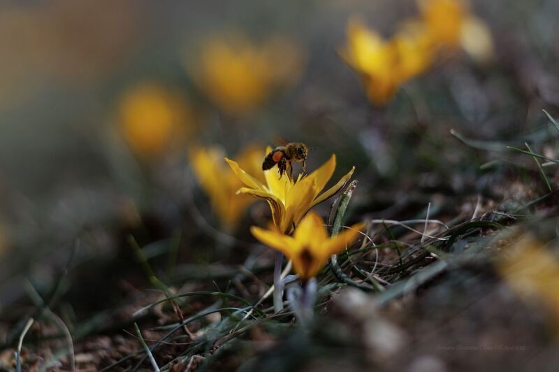 Танцы с крокусами фото превью