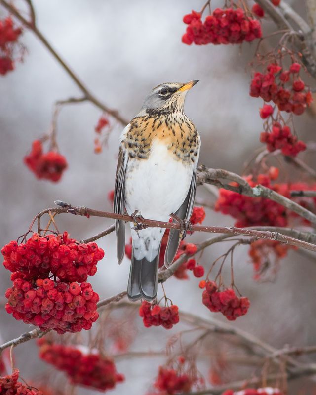 рябинник Рябинник фото превью