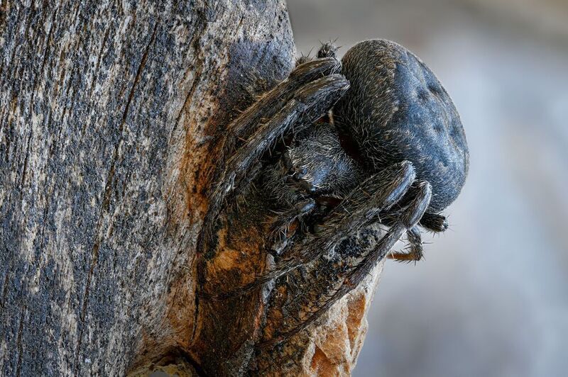 Nuctenea umbratica фото превью