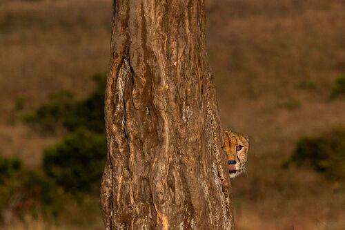 Stealth Mode
