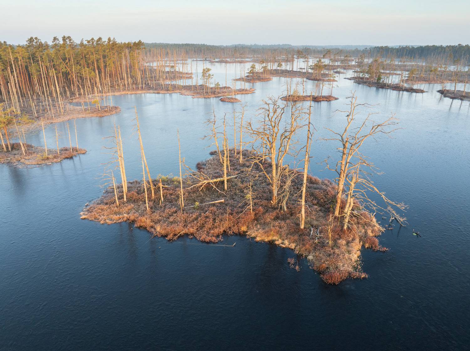 , Гордон Николай
