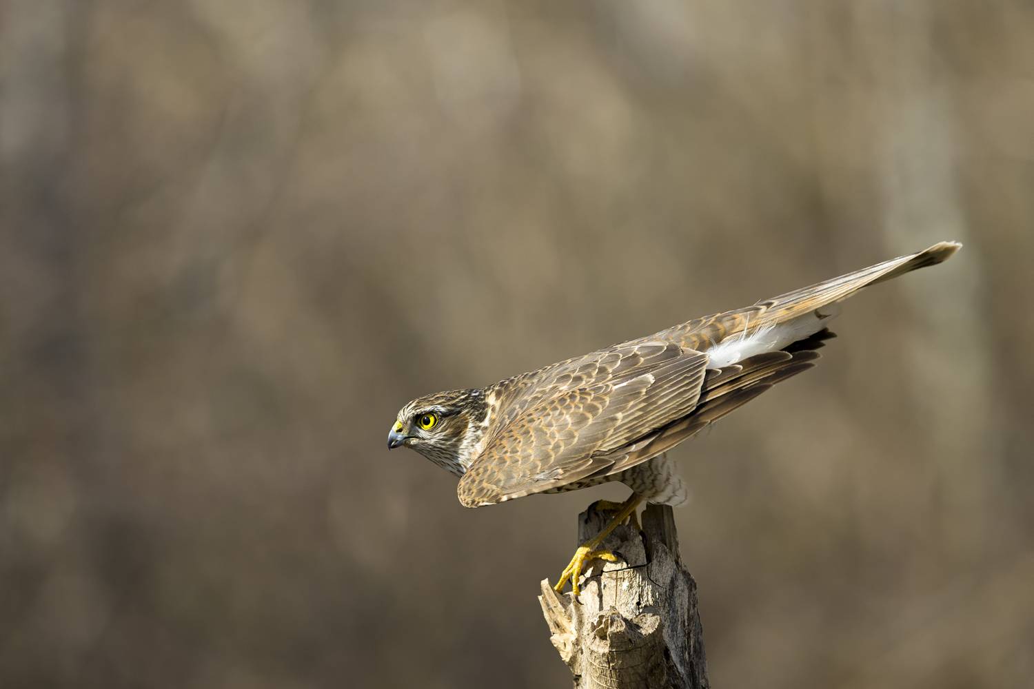 природа, Валерий Черняк