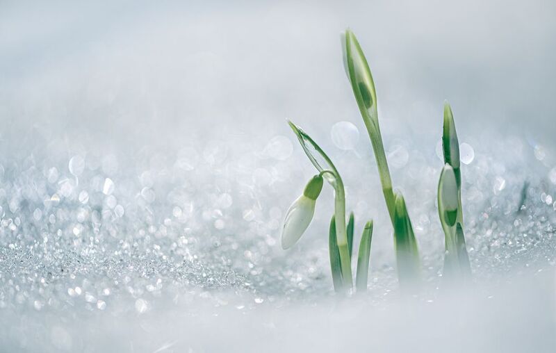 *** фото превью