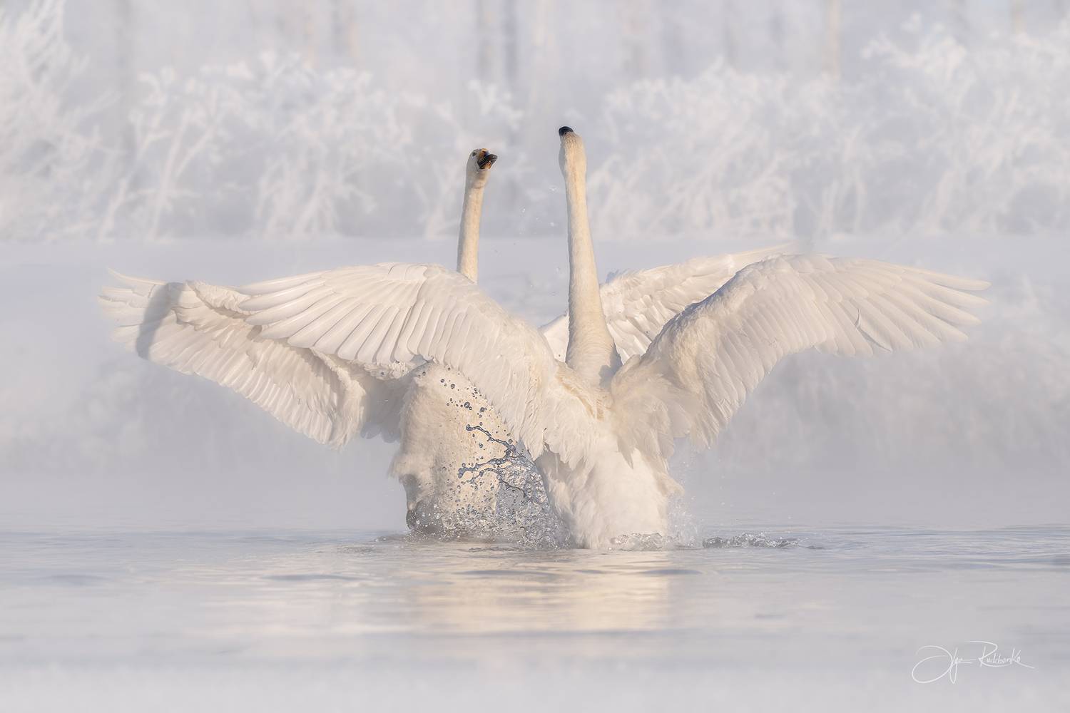 алтай, лебеди, алтайский край, лебедь-кликун, swan, светлое, Рудченко Ольга