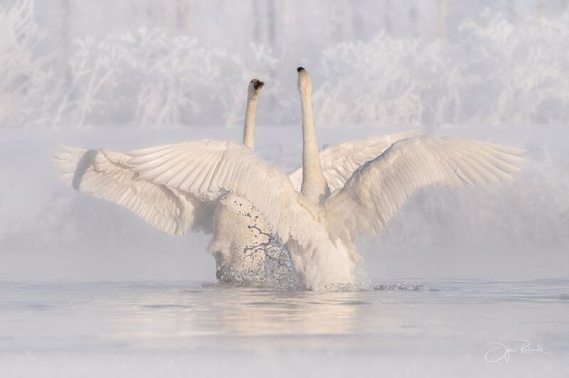 алтай, лебеди, алтайский край, лебедь-кликун, swan, светлое Танго фото превью