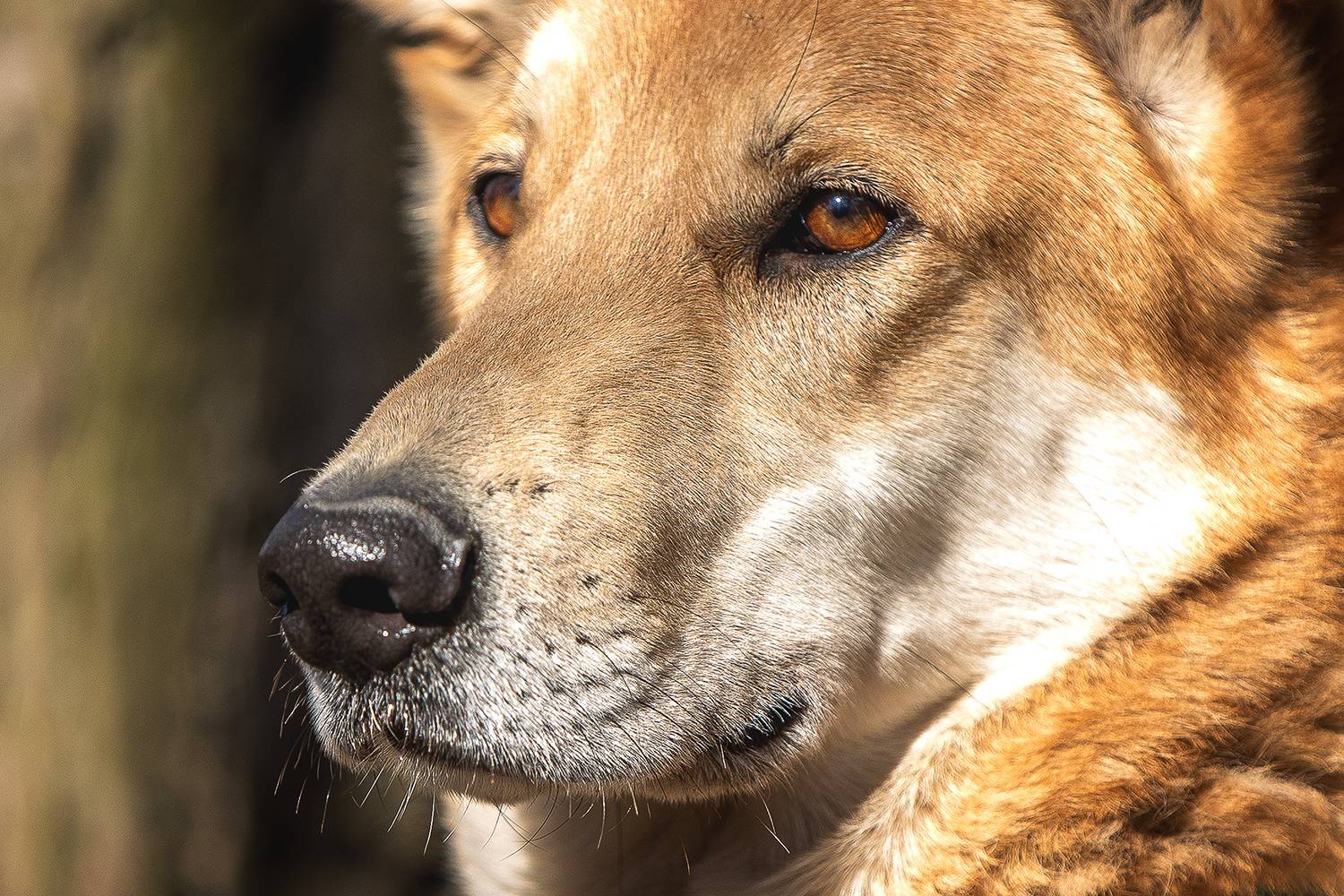 , Елена Самусенкова
