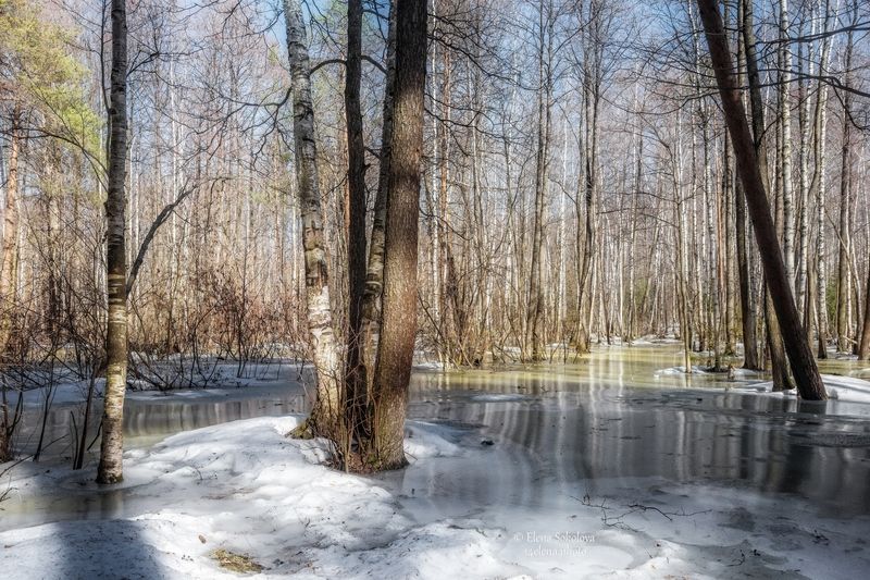 лес, весна, вода Половодье фото превью