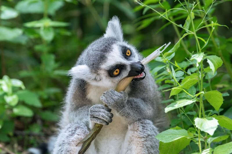 кольцехвостый лемур; кошачий лемур; лемур катта;маки; lemur; ring-tailed lemur; lemur catta; Вкусняшки для лемуров фото превью