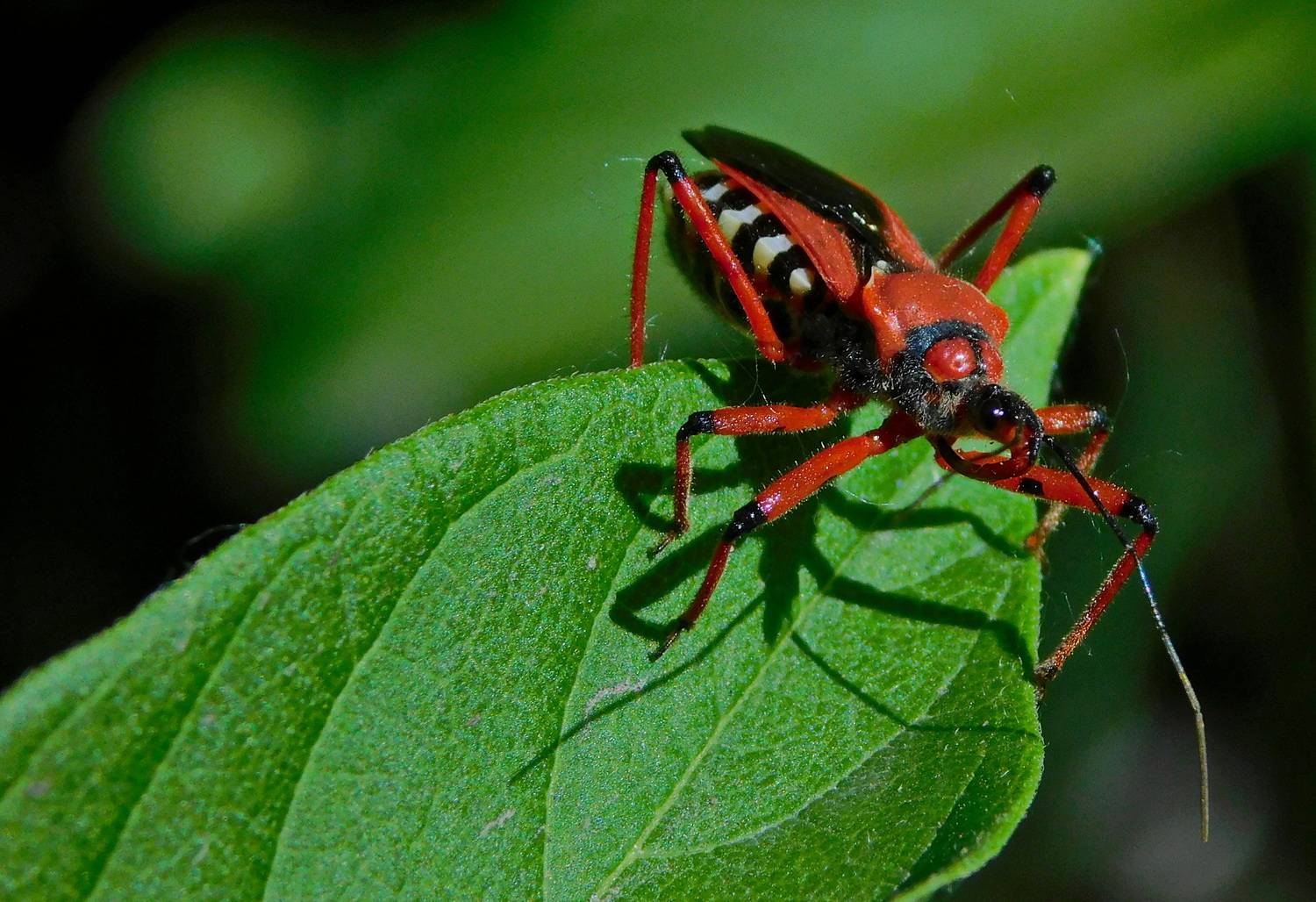 , Сергей Чеченов