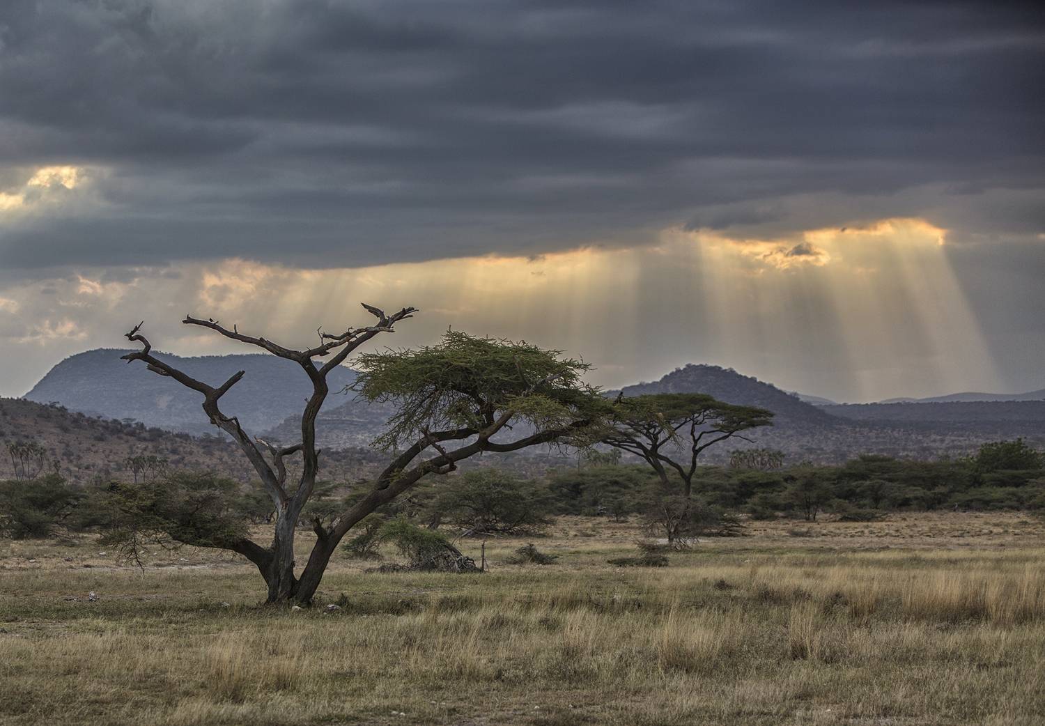 , Vladimir Vorobeychik