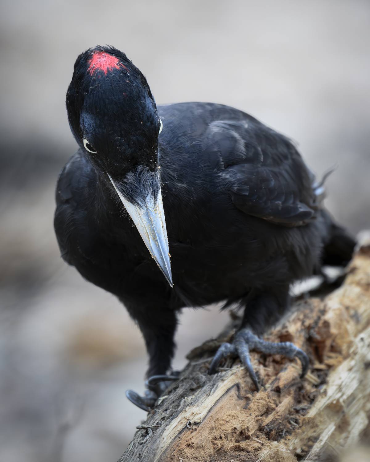 , Поляков Михаил