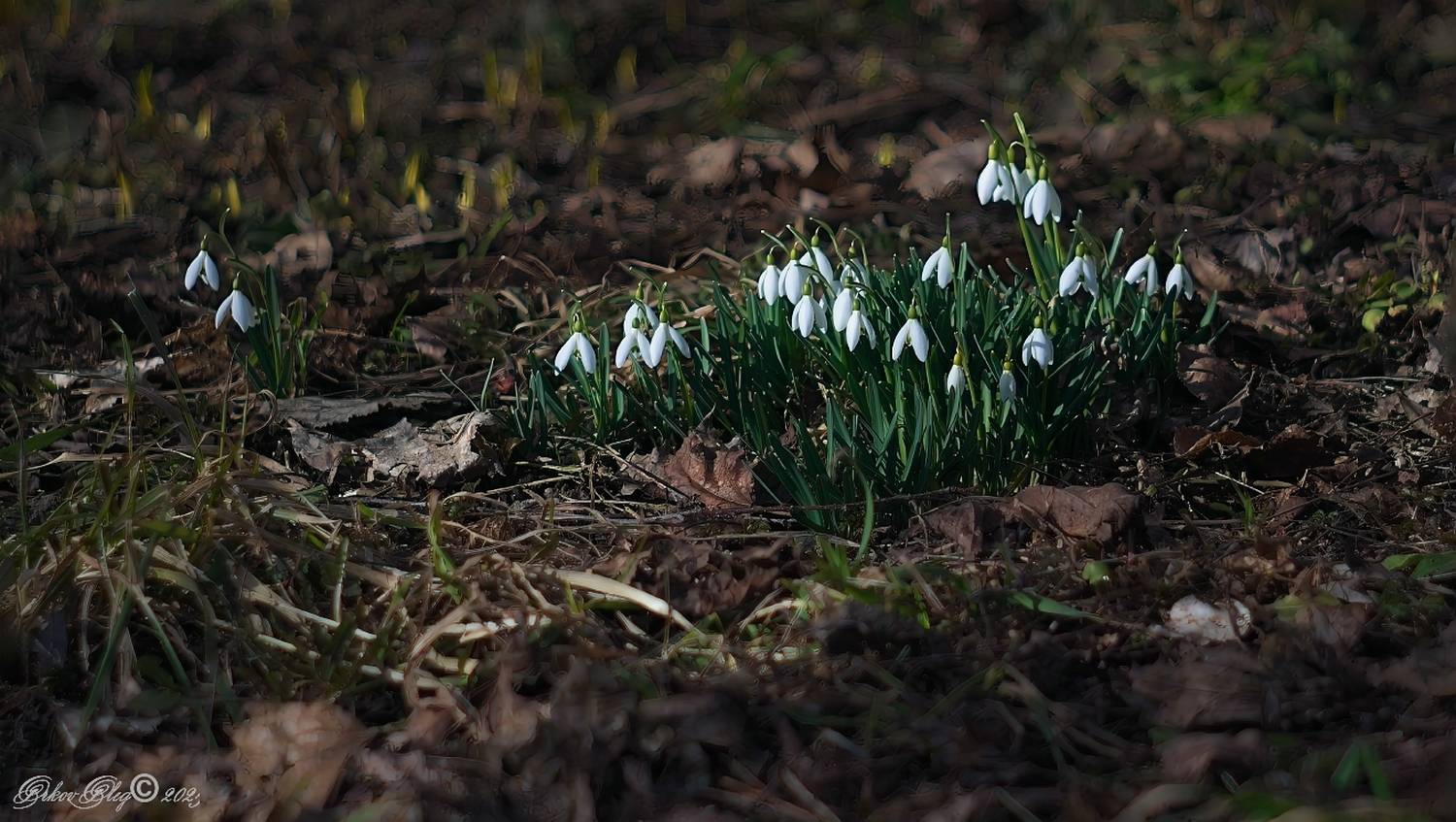 , Орлов Олег