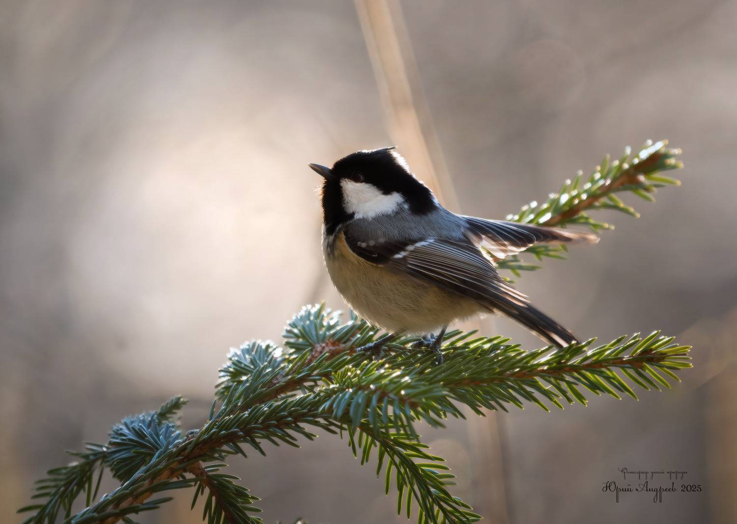 синица московка, птицы, природы, Юрий Андреев