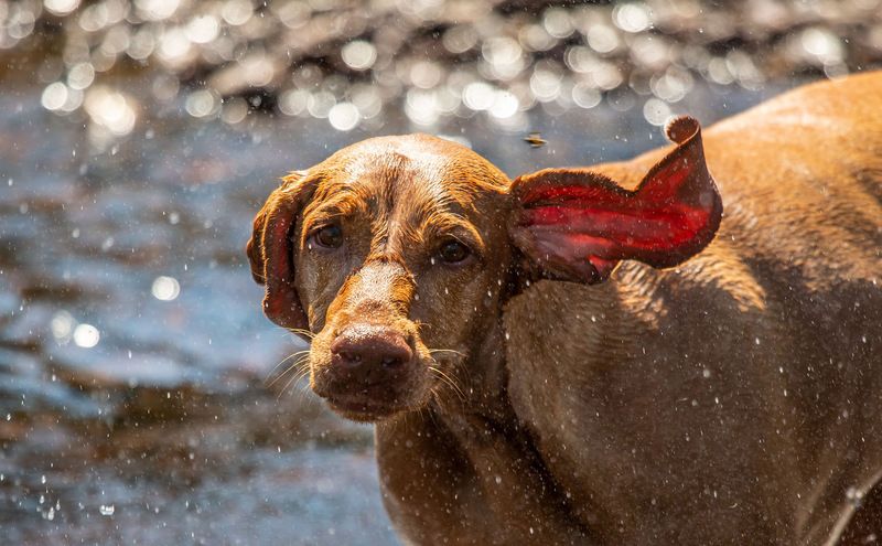 Портрет молодой леди. фото превью