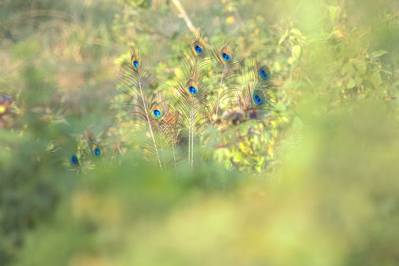 peacock,closeup, bird, birds, wild, wings, beauty, nature, swan, feather, spread, little sparrow,animal,animals,nikon,tailorbird,portraitm,eyes,duck Peacock фото превью