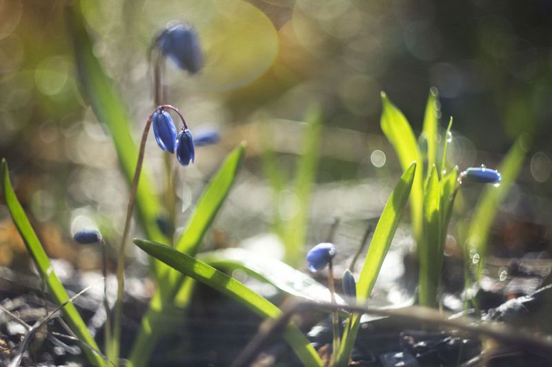 Пролески фото превью