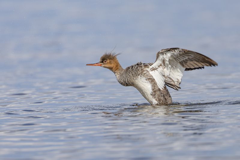 , средний крохаль, крохаль, птицы, длинноносый крохаль Длинноносый крохаль фото превью