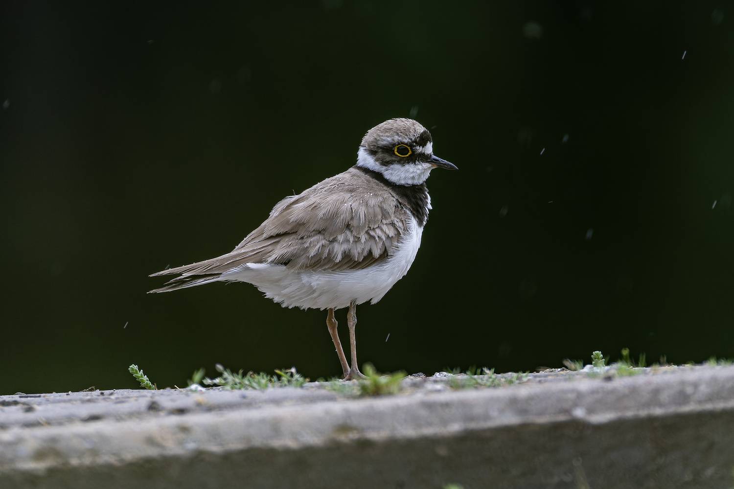 зуек, Руслан Pl