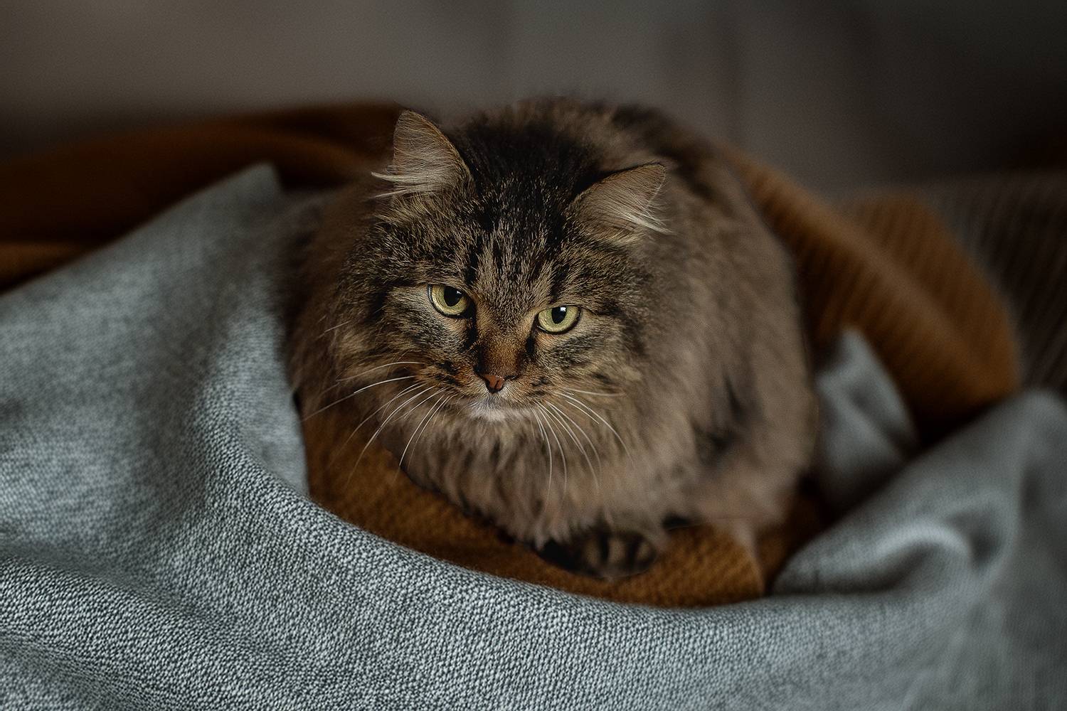 , Елена Самусенкова