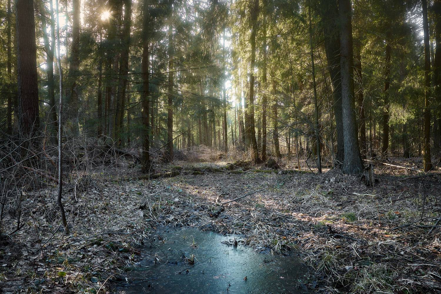 лес, Валерий Вождаев