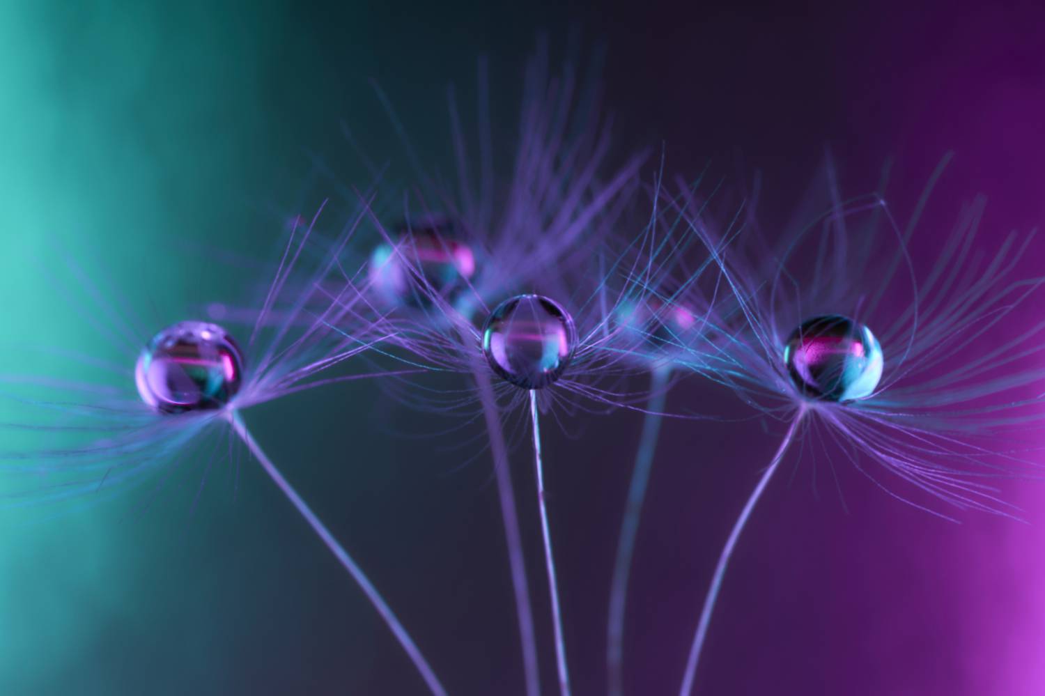 , Лажанский Руфат