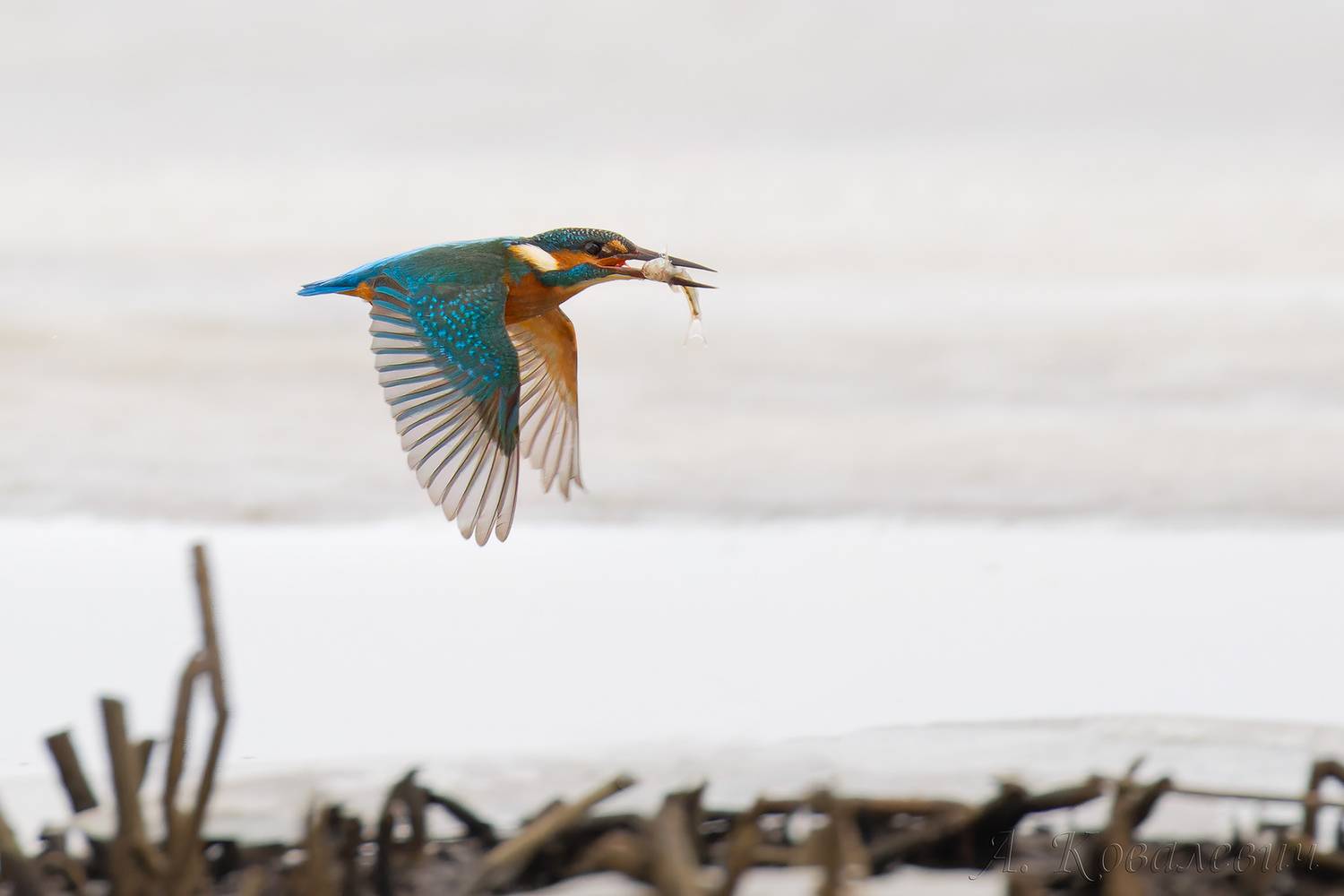 зимородок, Ковалевич А.