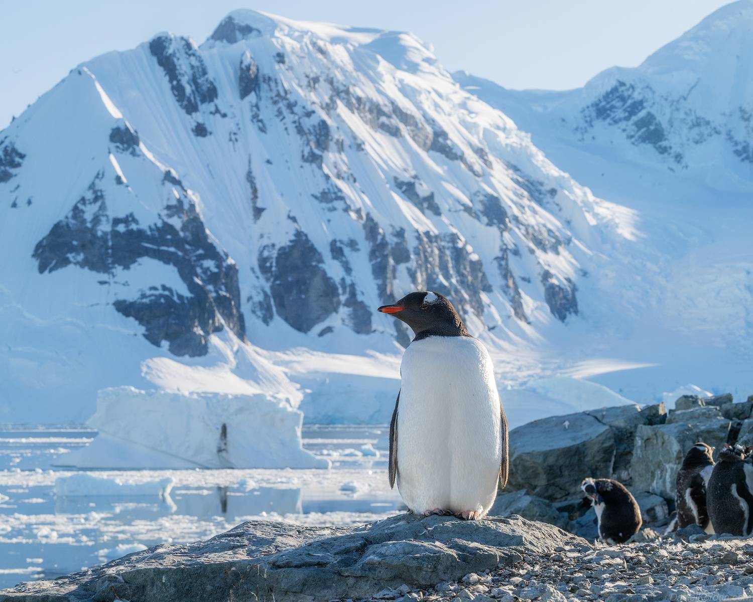 Antarctica, Даниил Коржонов