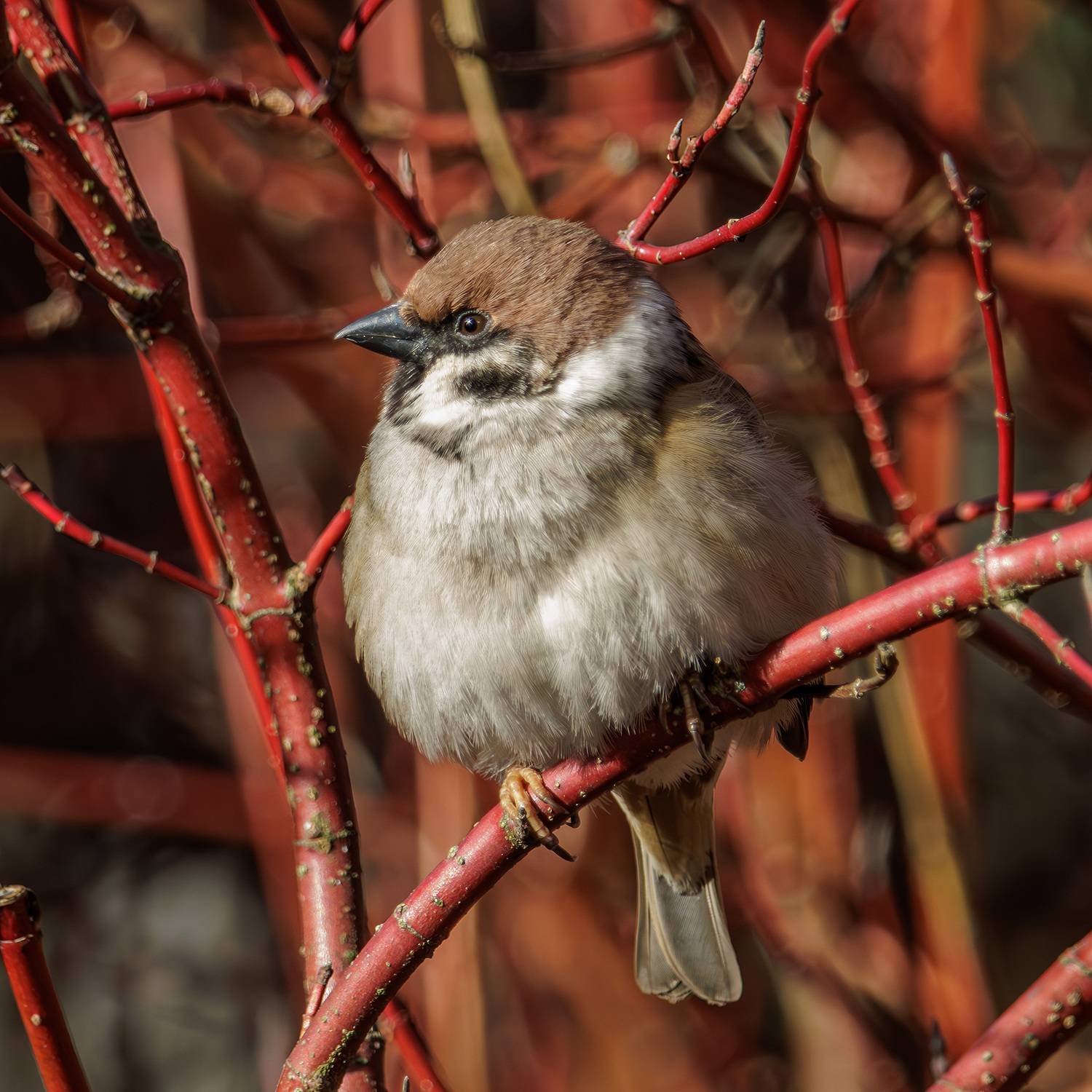 , Морозов Сергей