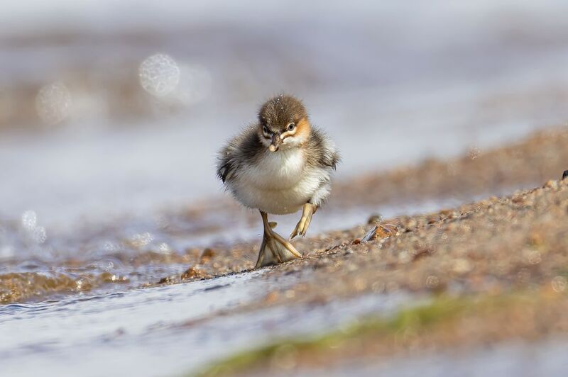 крохаль Крохаленок фото превью
