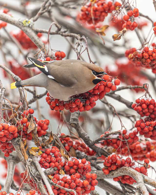 Свиристель фото превью