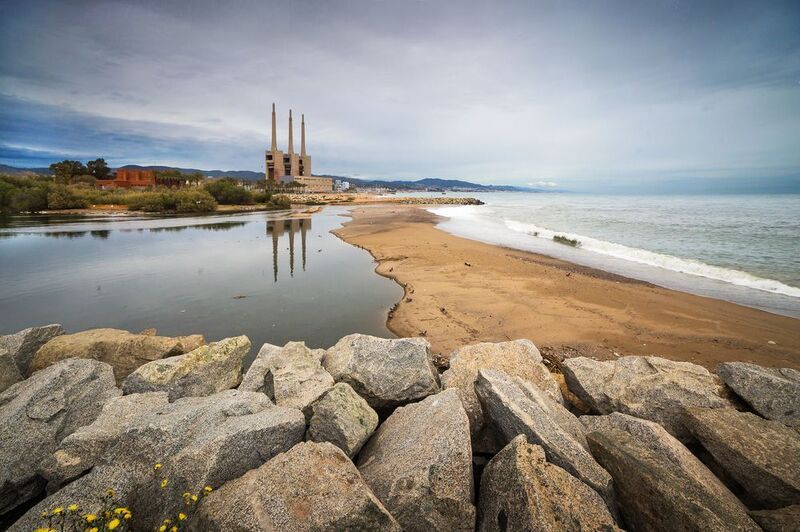 Одуванчики  фото превью