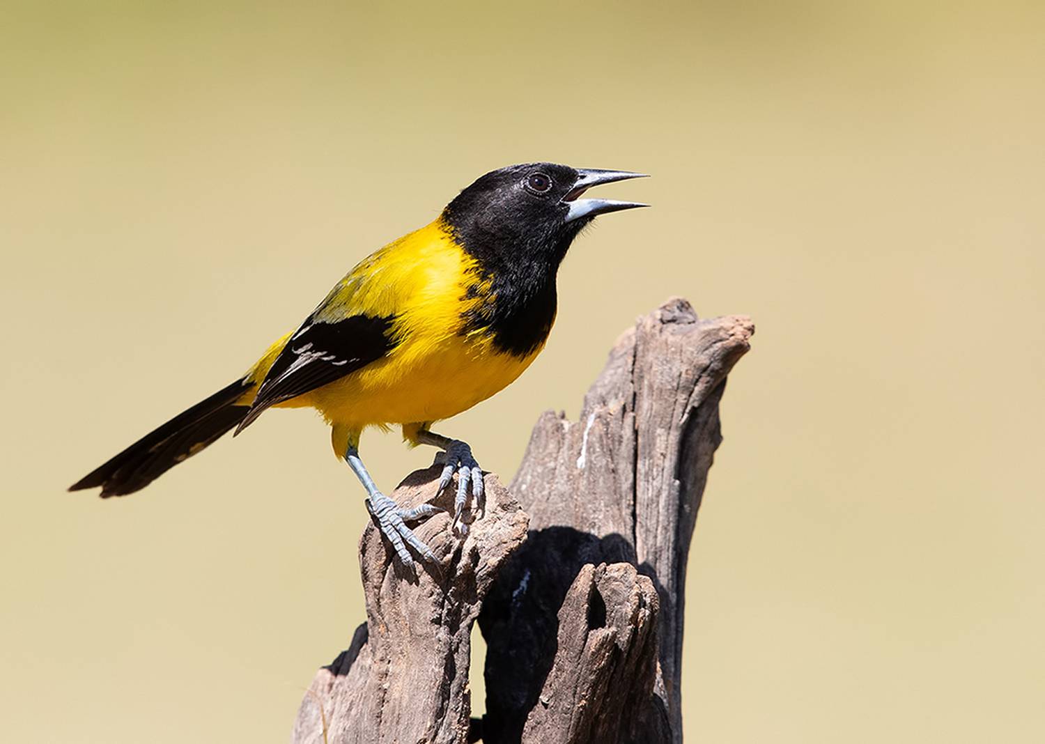 oriole, черноголовая иволга, иволга, oriole, tx, audubon's oriole, Etkind Elizabeth