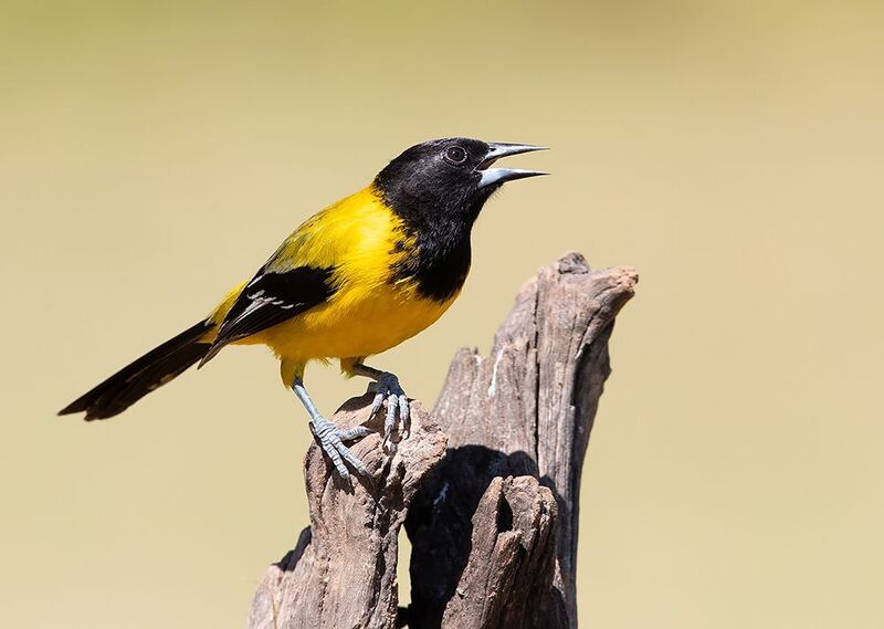 oriole, черноголовая иволга, иволга, oriole, tx, audubon\'s oriole Audubon\'s Oriole - Черноголовая иволга фото превью