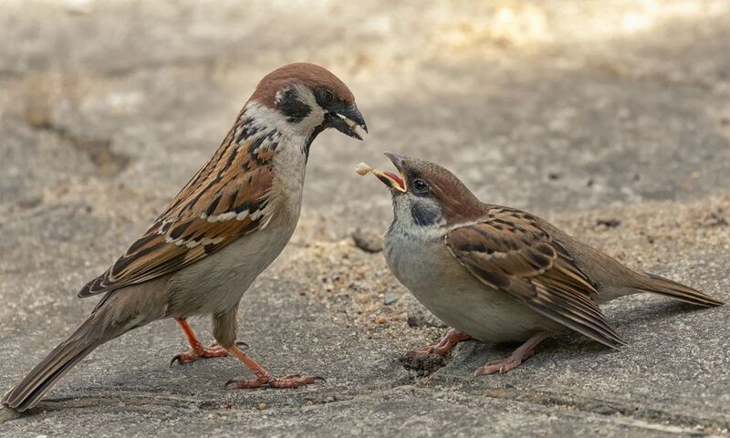 птица, воробей, кормление, День воробья (5 фото) вторая часть. фото превью