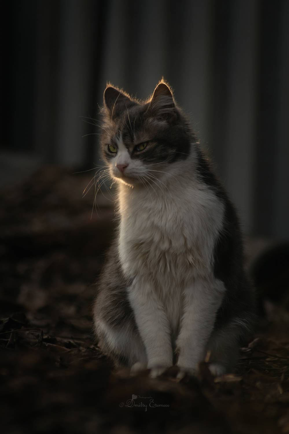 кошка животные котопортрет весна природа март, Еремеев Дмитрий