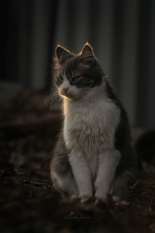 Мартовские посиделки... фото превью