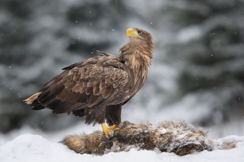 Орлан -белохвост фото превью