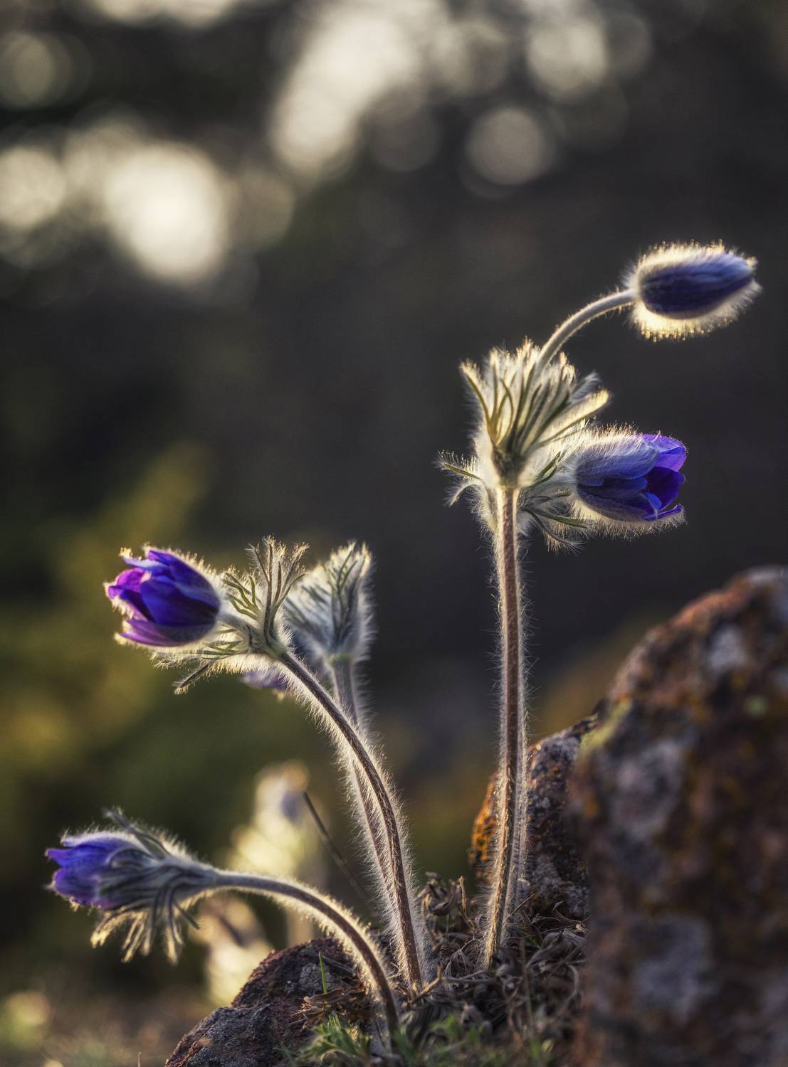 , Маджаров Костадин
