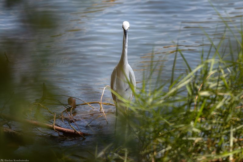 Малая белая цапля Малая белая цапля фото превью