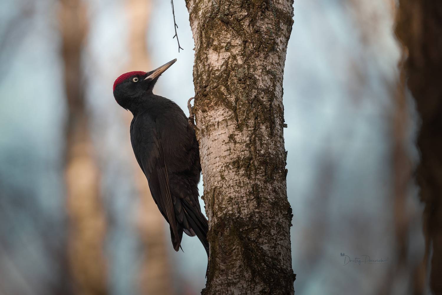 природа, лес, поля, огороды, животные, птицы, макро, Дмитрий Посевич